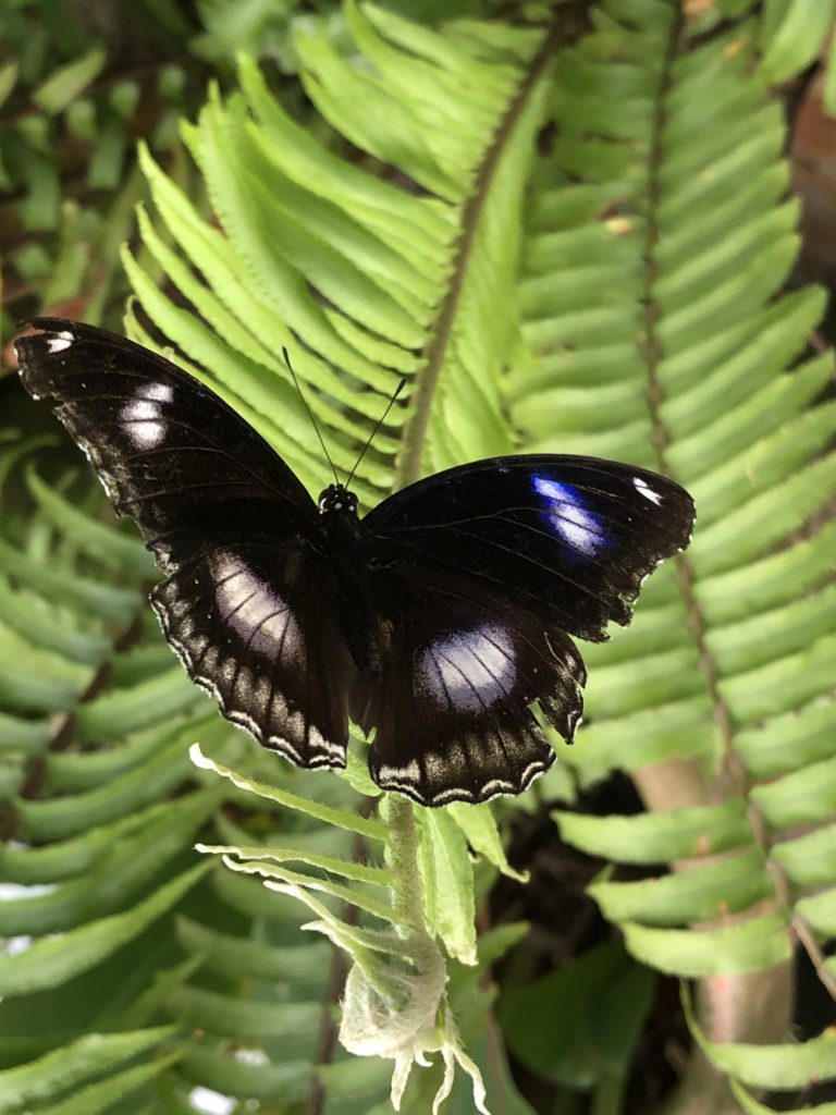 butterfly - Aruba Butterfly Farm