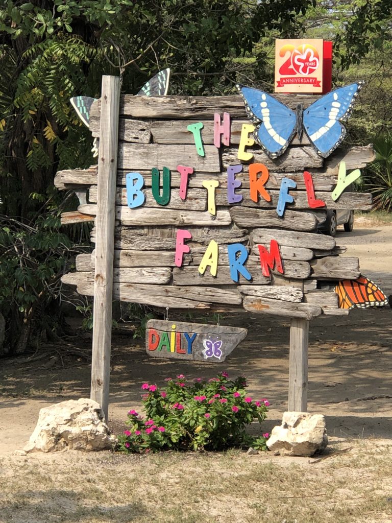 Aruba - Palm Beach - Butterfly Farm