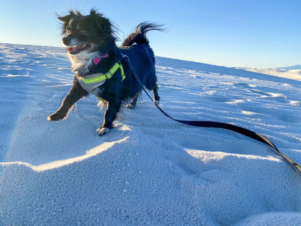 White Sands National Park Dog-Friendly 
