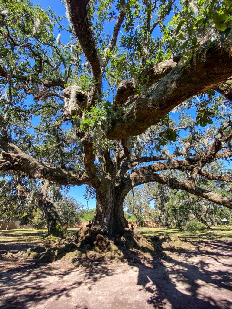 Tree of Life - New Orleans