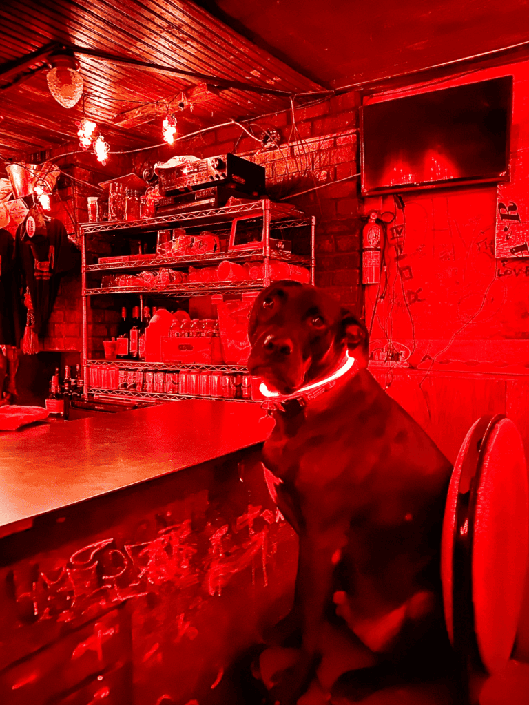 Snake & Jake Christmas Club in New Orleans - Enjoy a 'shot' with the bar dog. His 'shot' is kibble and the price you pay goes to local animal charities.