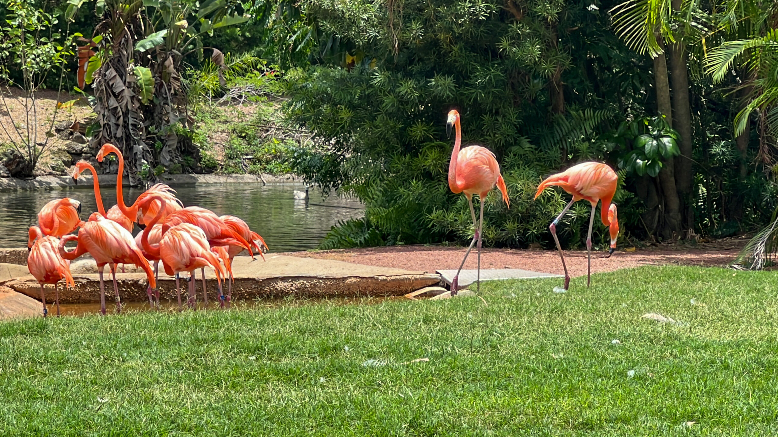 Busch Gardens Flamingos