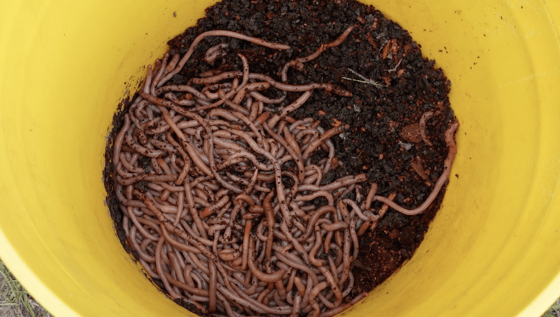 Sopchoppy worm charmers bucket of worms