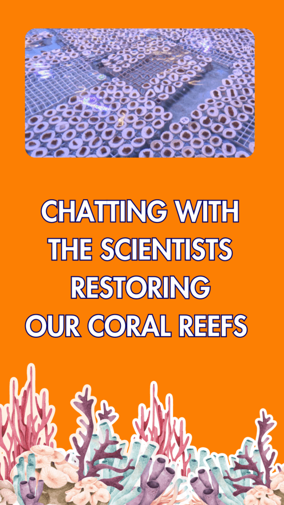 Coral reef restoration plugs