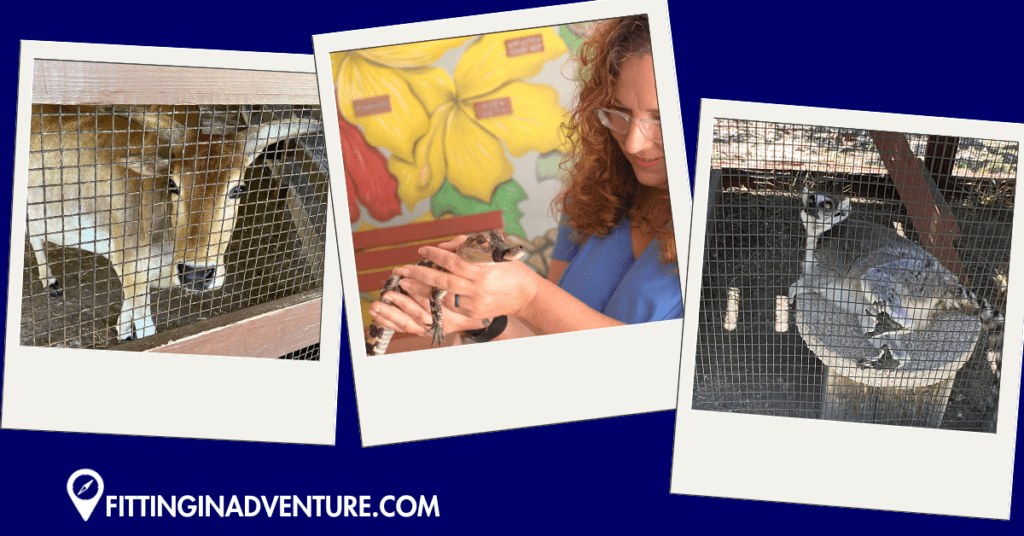 Monroe County Animal Farm baby gator and lemur 
