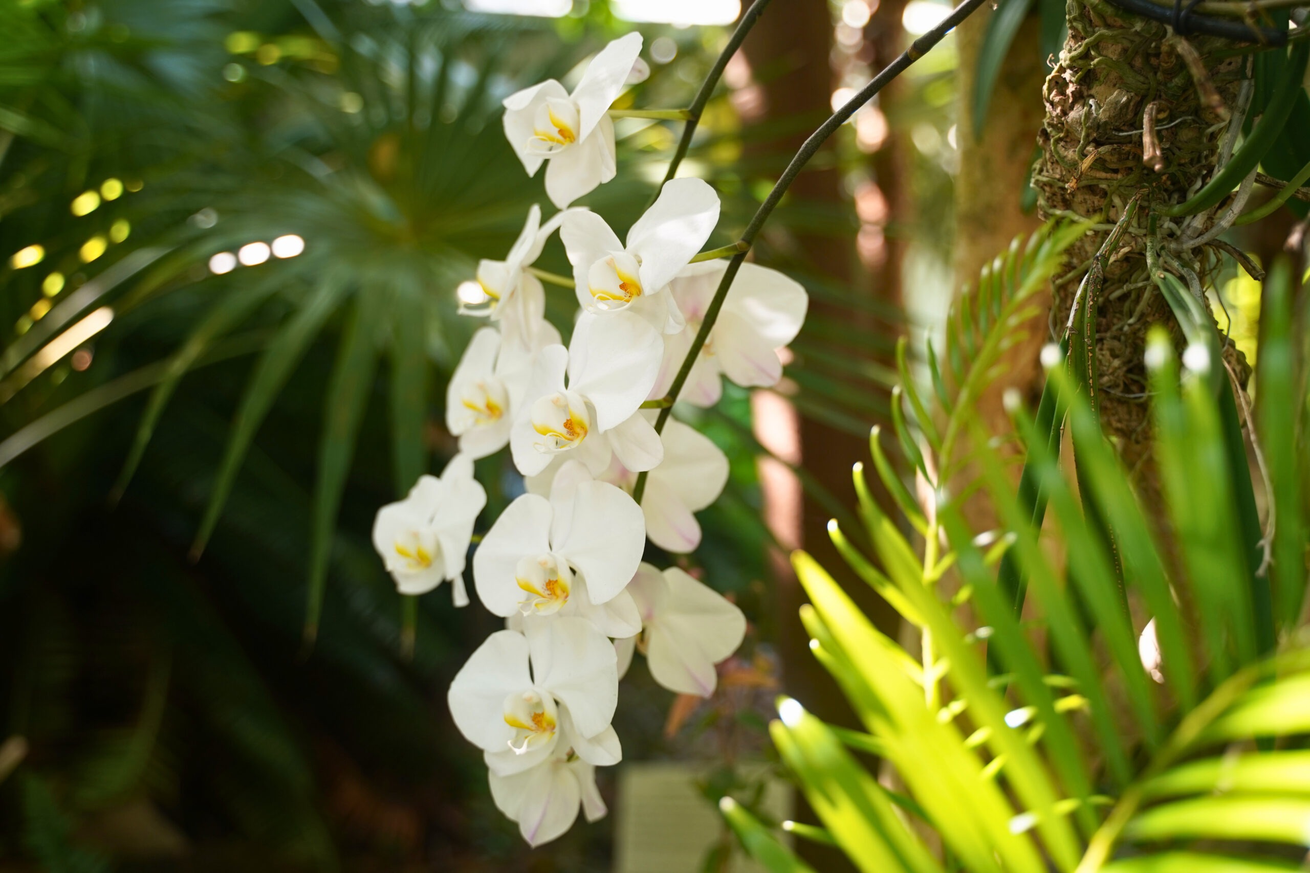 Beautiful cluster of white flowers at Key West Tropical Gardens