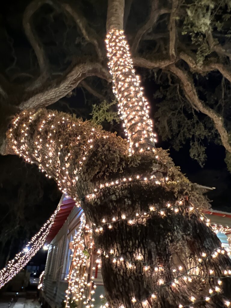 Saint Augustine's Love Trees during the Night of Lights