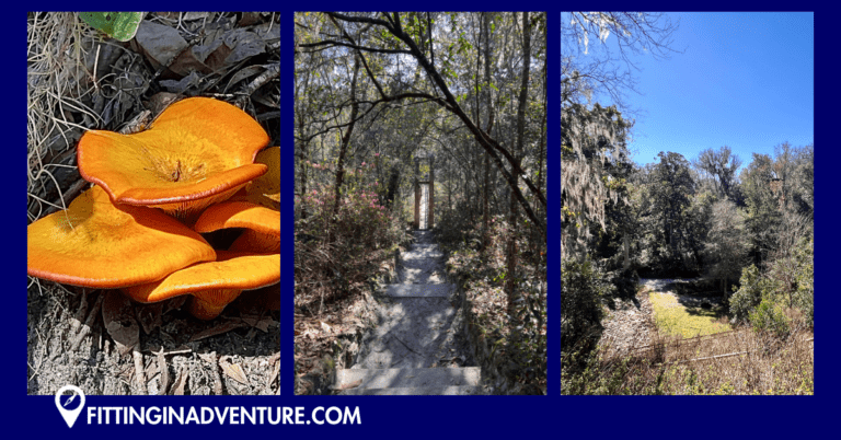Ravine Gardens State Park: Florida's Hidden Gem