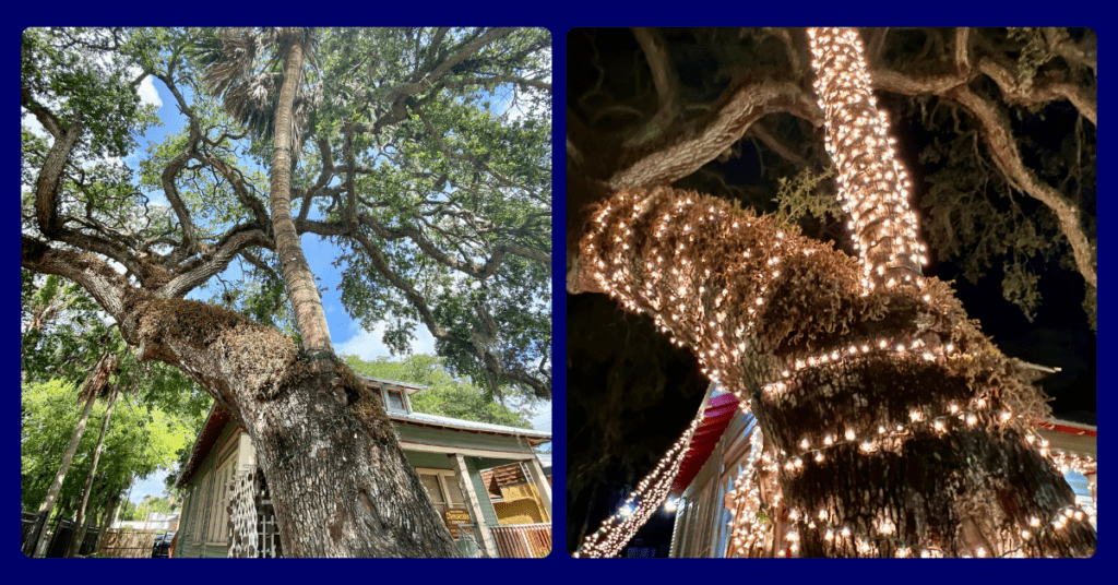 The famous love trees of Saint Augustine Florida shown in daylight and with holiday lights.