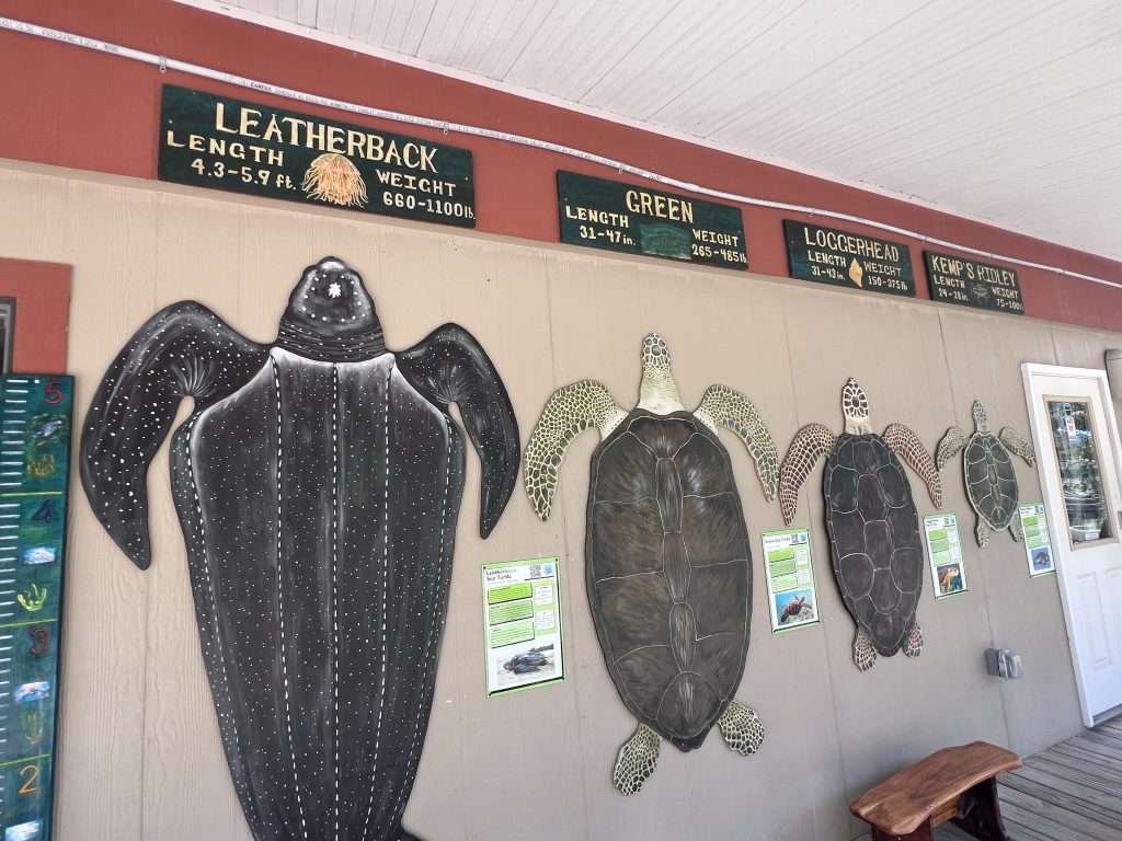 Forgotten Coast Sea Turtle Conservatory 