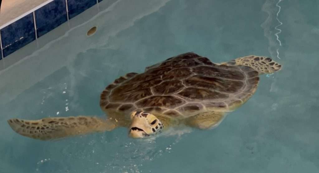 Injured sea turtle swimming in rehabiliation pool in Navarre Beach Florida 