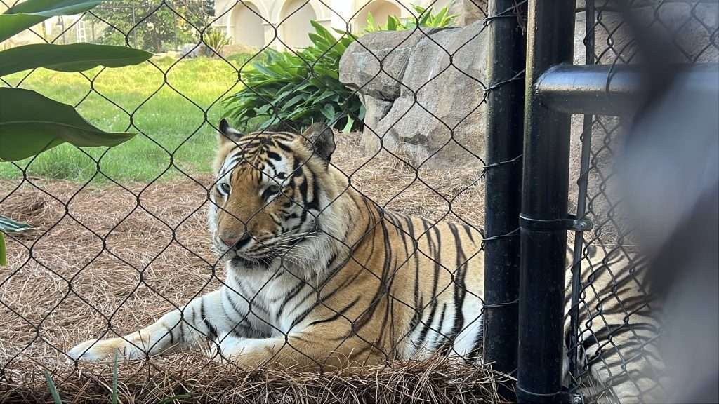MIKE THE TIGER AT LSU IN BATON ROUGE 