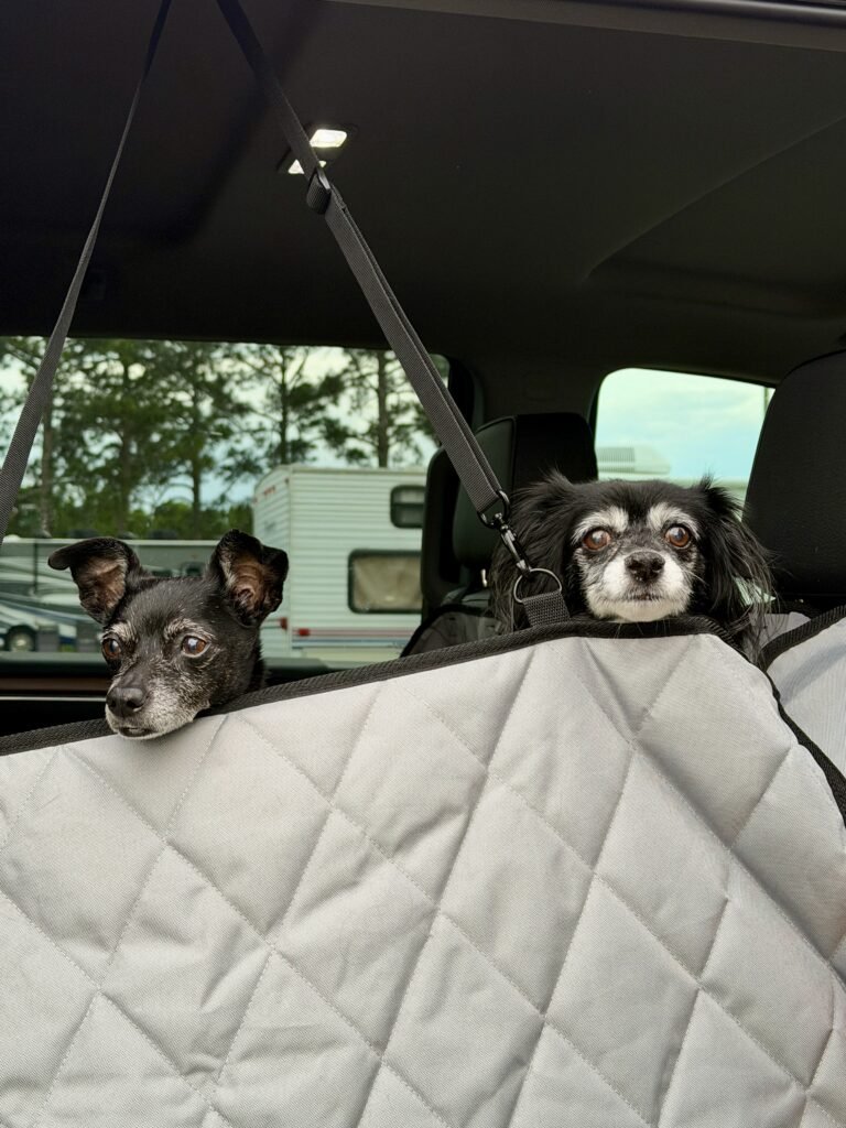 Two black dogs getting ready for a road trip with the 4KNines car seat 