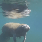manatee in Crystal River FL