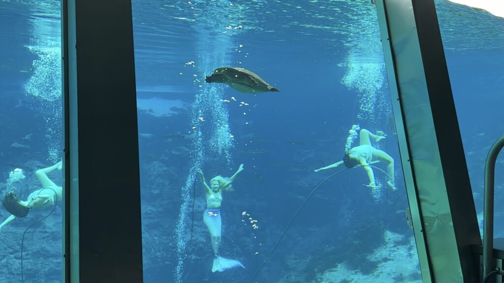 3 Weeki Watchee mermaids and turtle