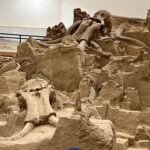 Hot Springs Mammoth Site