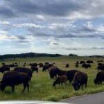 Buffalo in South Dakota's Custer State Park
