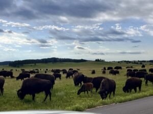 Buffalo in South Dakota's Custer State Park