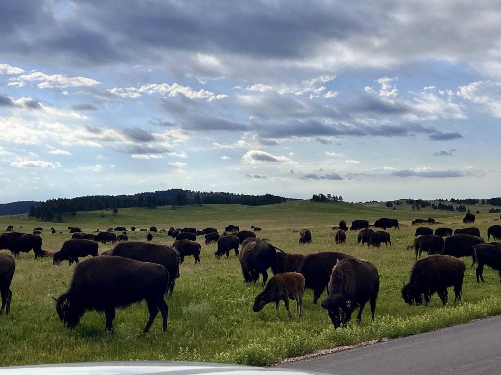 Buffalo in South Dakota's Custer State Park
