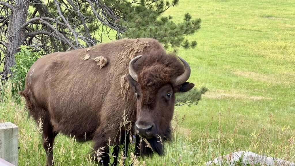 Bison in Custer State Park in South Dakota