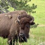 Bison in Custer State Park in South Dakota