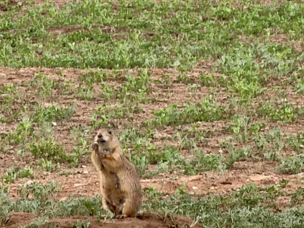 Prairie Dog in Custer State Park in South Dakota