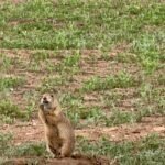 Prairie Dog in Custer State Park in South Dakota