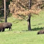 Bison in Custer State Park in South Dakota