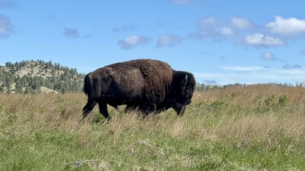 Bison at Wind Cave National Park in South Dakota