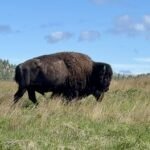 Bison at Wind Cave National Park in South Dakota