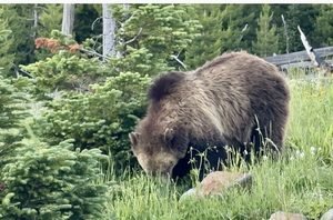 GRizzly bear in Yellowstone National Park