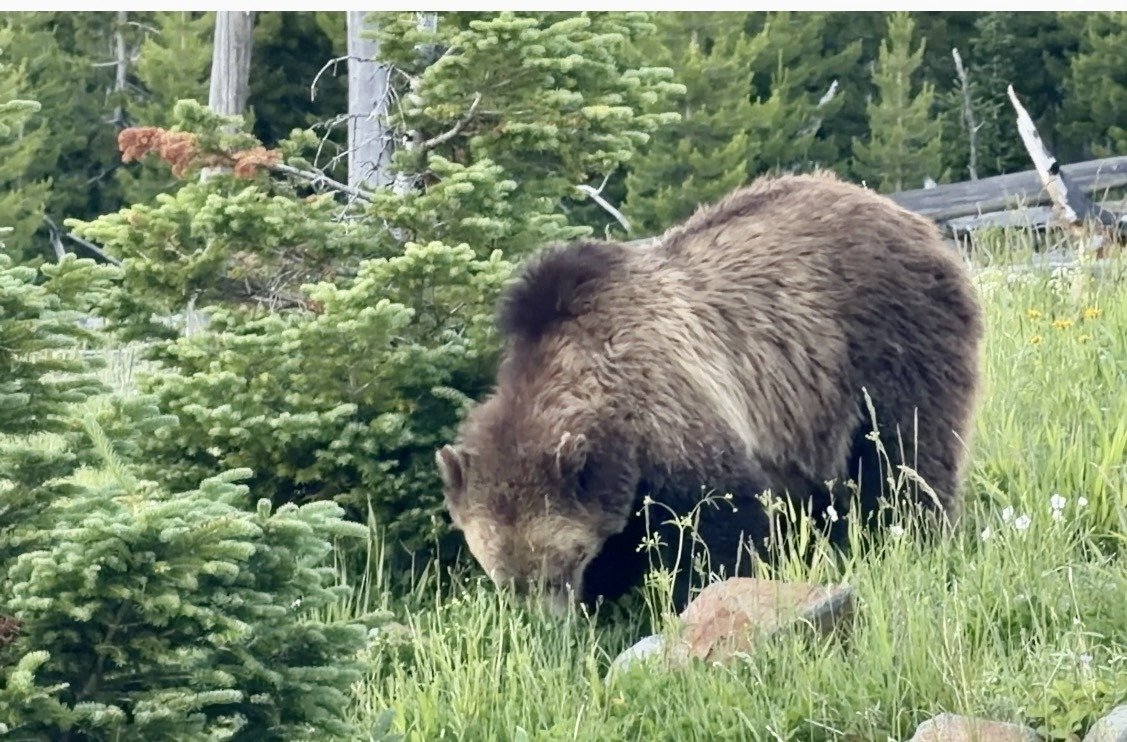 GRizzly bear in Yellowstone National Park