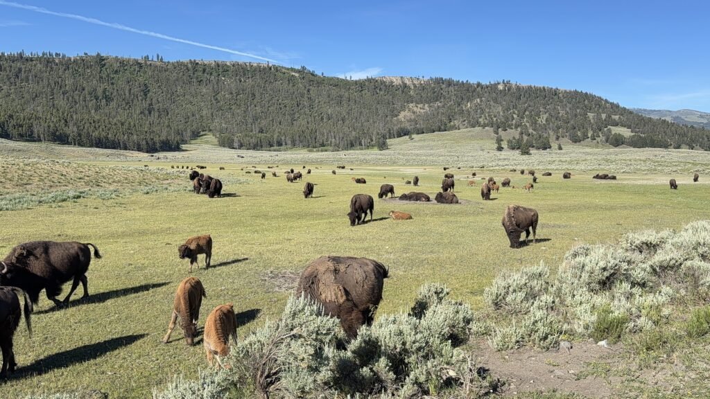 American Bison in the Lamar Valley of Yellowstone National Park