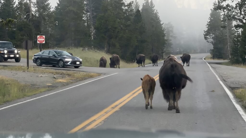 Yellowstone National Park American Bison traffic jam