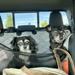 two black dogs in a truck backseat