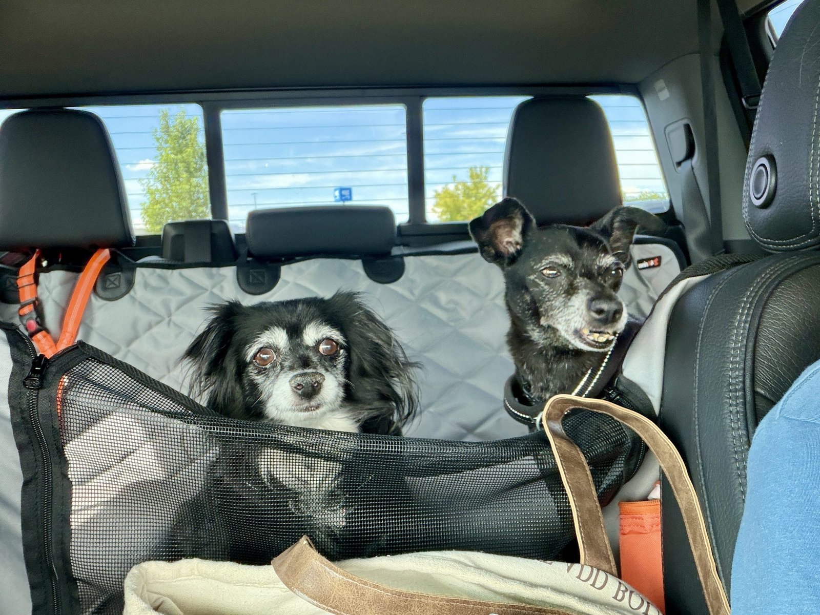 two black dogs in a truck backseat