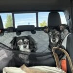Dogs at Black Canyon Gunnsion